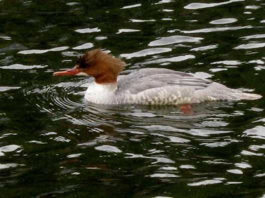 IMG_5498Female Goosander