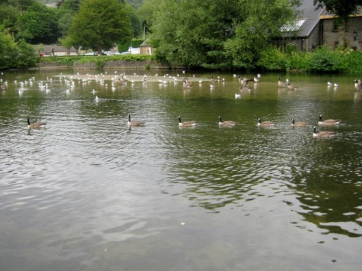 IMG_5502Gulls and Canada Geese