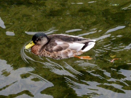 IMG_5507Duck