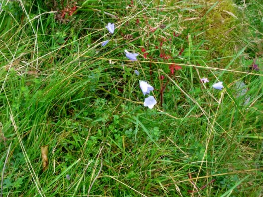 IMG_5521Harebells