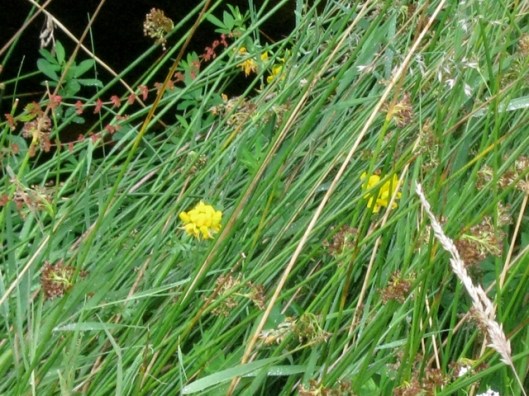 IMG_5522Greater Bird's-foot Trefoil and other plants