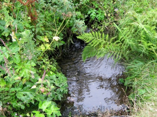 IMG_5523Little cascade