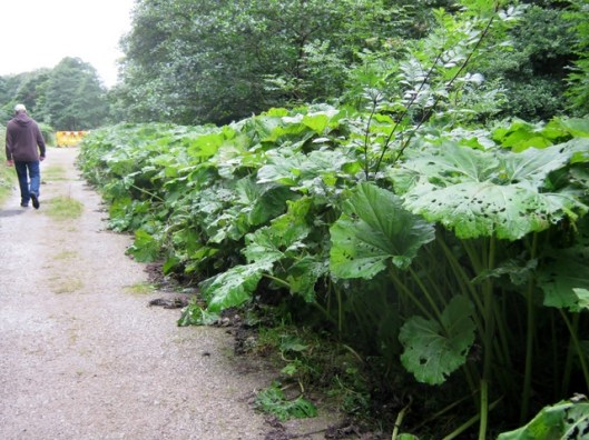 IMG_5527Wild Rhubarb