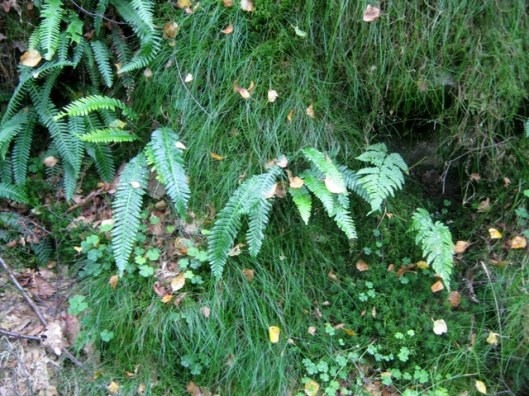 IMG_5536Ferns Moss and grass