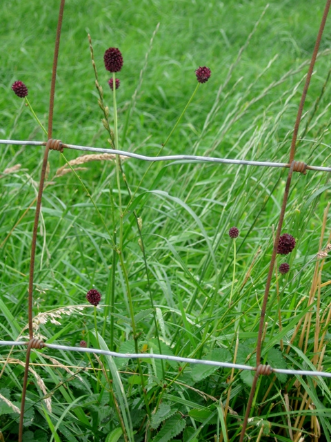 IMG_5541Great Burnet