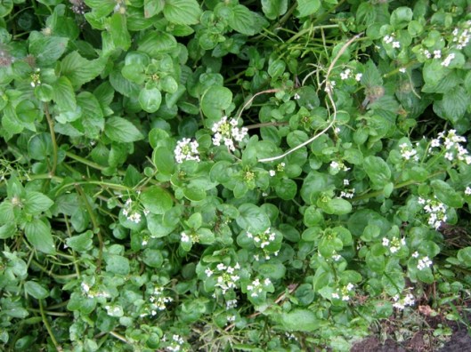 IMG_5542could be water-cress