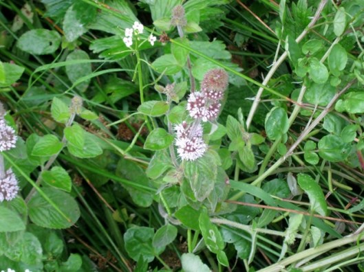 IMG_5543Water mint