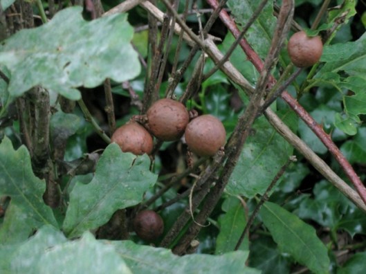 IMG_5546Oak galls