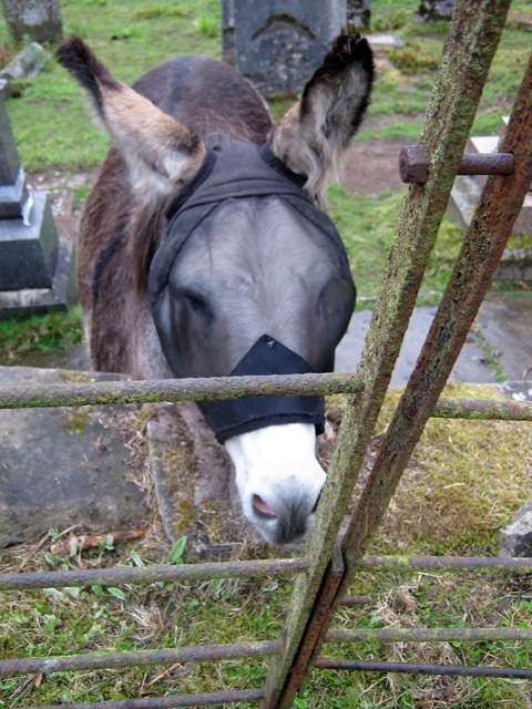 IMG_5551Donkey