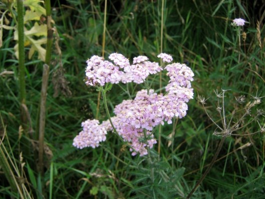 IMG_5559Pink Yarrow