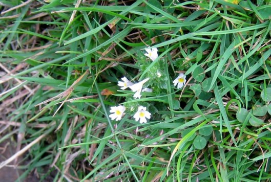 IMG_5560Eyebright (2)