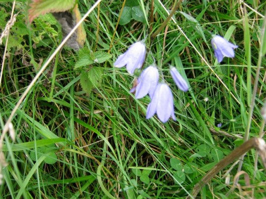 IMG_5582Harebells