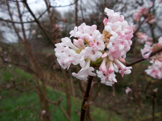 DSCN0090Viburnum
