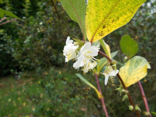 DSCN0093Winter-flowering Honeysuckle