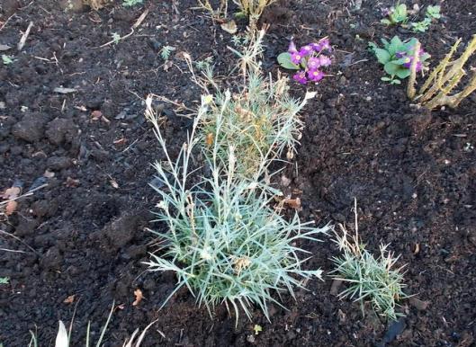 DSCN0101Pinks in bud