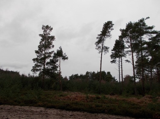 DSCN0115Tunstall forest