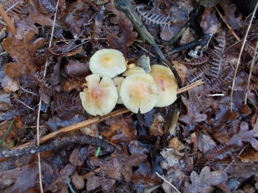 DSCN0117Tunstall forest