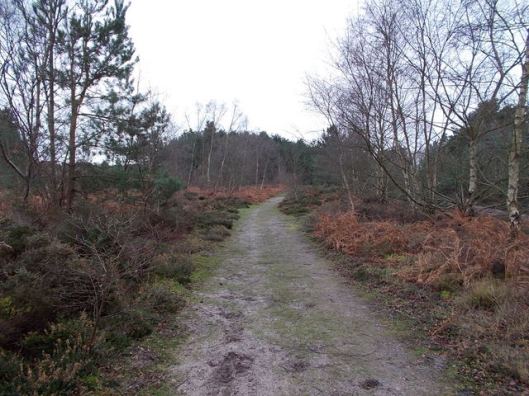 DSCN0121Tunstall forest