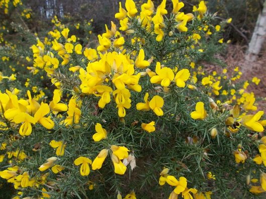 DSCN0123Tunstall forest