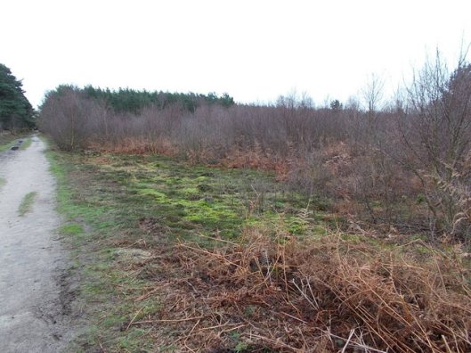 DSCN0125Tunstall forest