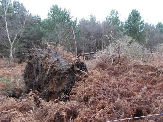 DSCN0131Tunstall forest