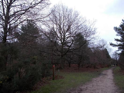 DSCN0134Tunstall forest