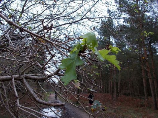 DSCN0136Tunstall forest