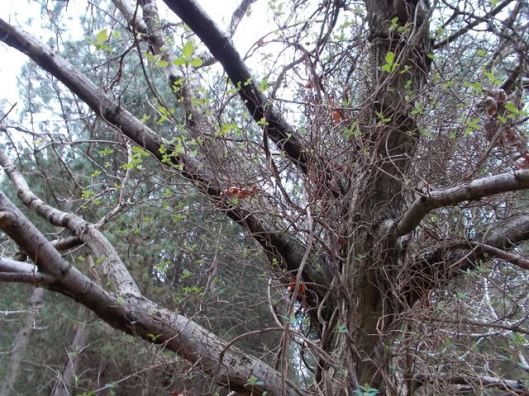 DSCN0144Tunstall forest