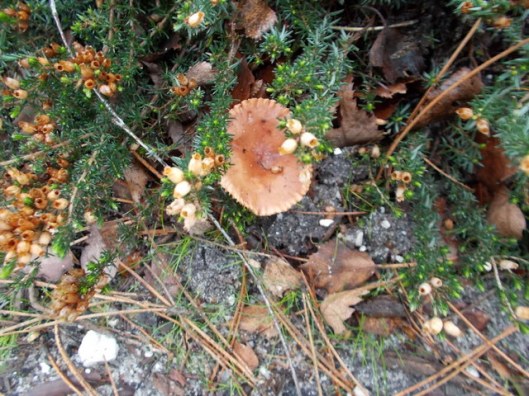 DSCN0149Tunstall forest