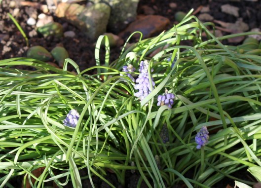 IMG_2543Grape hyacinths-001
