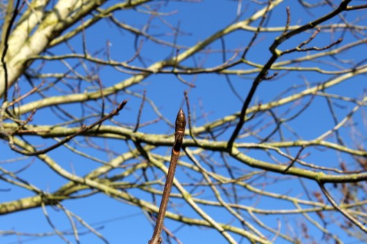 IMG_2550Horse chestnut