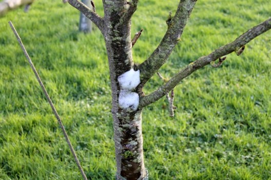 IMG_2557Snow on tree