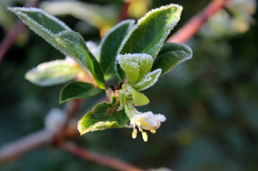 IMG_2572Winter honeysuckle