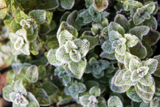 IMG_2576Origano/marjoram