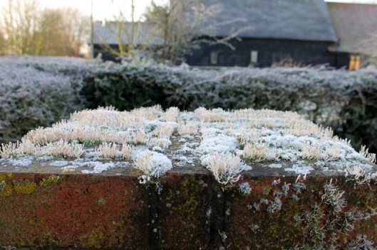 IMG_2580Moss and lichen