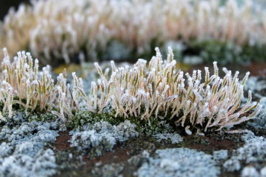 IMG_2581Moss and lichen