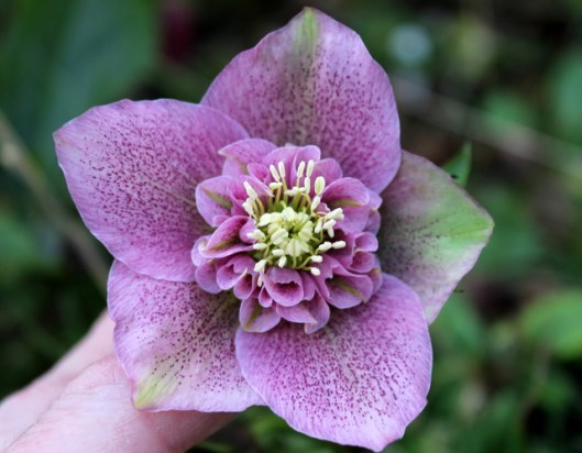 IMG_2586Hellebore