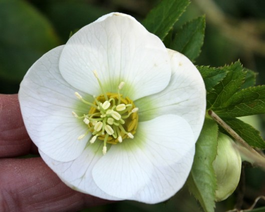 IMG_2587Hellebore