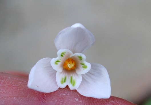 IMG_2594Snowdrop-001