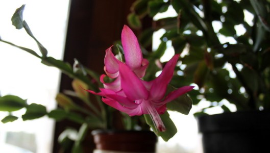 IMG_2603Christmas Cactus