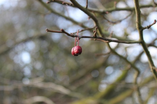 IMG_2657Hawthorn berries