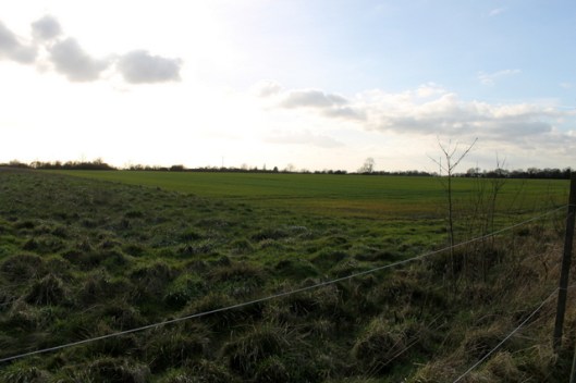 IMG_2660Field