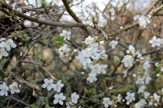 IMG_2662Cherry plum in hedge