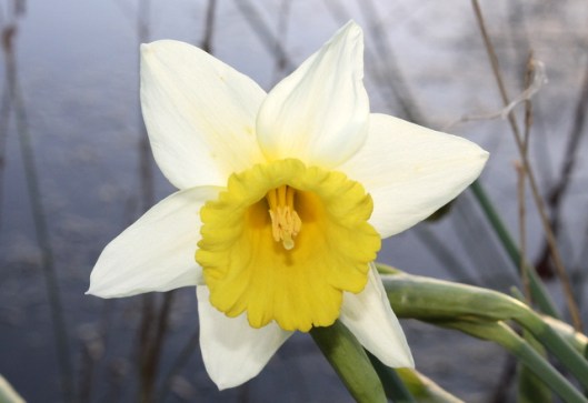 IMG_2675Daffodil