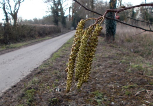 DSCN0280Italian Alder catkins-001