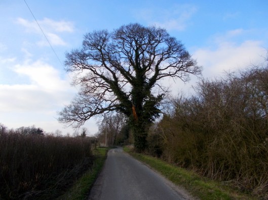 DSCN0287English Oak-001