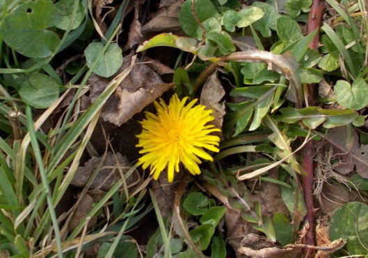 DSCN0290Dandelion
