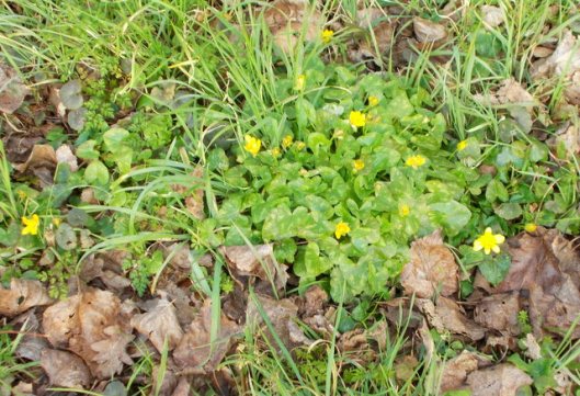 DSCN0292Celandines