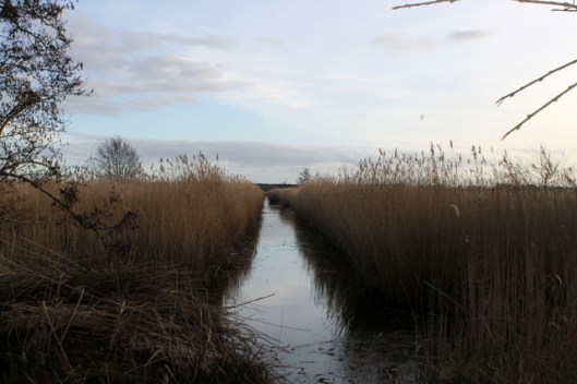 IMG_2621Minsmere
