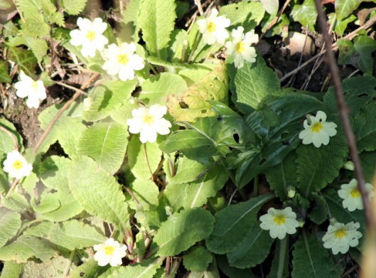 IMG_2685Primroses-001